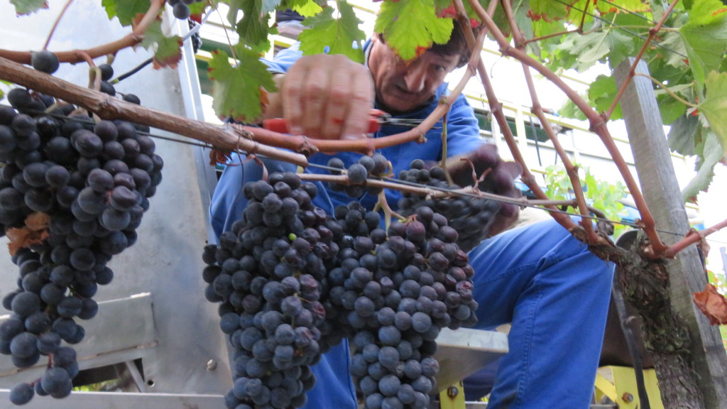 Insolite Au Ch Teau Haut Lagrange On R Colte Les Rouges En Tant